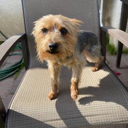 Yorkshire Terrier puppies from Yorkie To My Heart