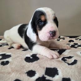 Cash - Black white and brown male Basset Hound puppy in Denison, Texas from Emma Lou's Baby Bassets