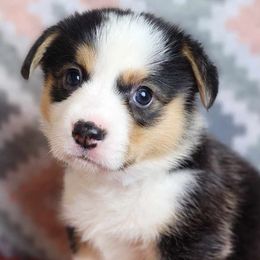 Pembroke Welsh Corgi Puppies from Triple M Ranch Corgi's
