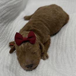 Marcia - Red  female Goldendoodle puppy in Huntington, Utah from Krispydoodle