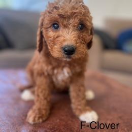 Clover - Apricot female Goldendoodle puppy in Strasburg, Pennsylvania from Still Water Puppies