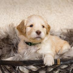 Double Doodle and Goldendoodle Puppies from Bert's Doodles