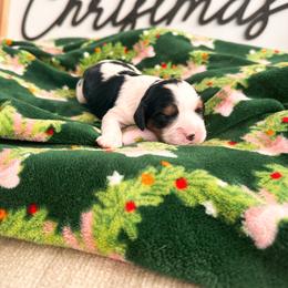 Sweet Heart Candy - Tri-color female Cavalier King Charles Spaniel puppy in Tolleson, Arizona from Pixie Dust Cavaliers