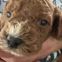 Ricky - Red male Cavapoo puppy in Osseo, Michigan from Smiths Fluffy butts