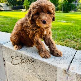 Cove - Red  male Goldendoodle puppy in Birmingham, Alabama from Ivy’s Doodles