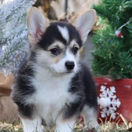 Gazelle - Black and tan female Pembroke Welsh Corgi puppy in Pollock, Missouri from Northstar