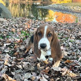 Mulan - Black brown and white female Basset Hound puppy in Willow Spring, North Carolina from Blackberry Creek Basset Hounds