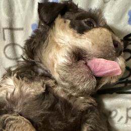 Miniature Schnauzers from AOK SCHNAUZERS - Central Florida Miniature Schnauzers
