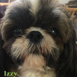 Shih Tzu Puppies from Lil' Darlin' Shih Tzus of the Virginia Blue Ridge