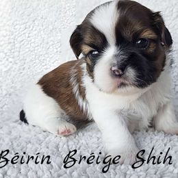 AKC Red & White Male #1 - Red and white male Shih Tzu puppy in Middle Grove, New York from Beirin Breige Shih Tzus