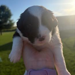 Delta - Black tri male Miniature Australian Shepherd puppy in Weatherford, Texas from F & T Aussies