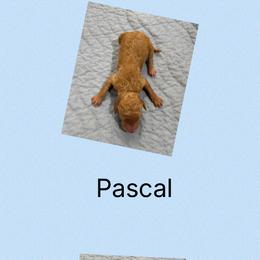 AKC Pascal - Apricot male Poodle puppy in Harrisburg, Arkansas from Ransone’s Ridge Runners Poodles and Doodles