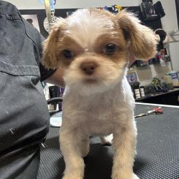 Liver and White Boy 1 - Liver and white male Shih Tzu puppy in Tenino, Washington from Dolled Up Pup