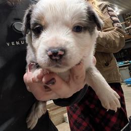 Uncle Louis - Blue merle male Australian Shepherd puppy in Almo, Kentucky from Riley's Paw Pals