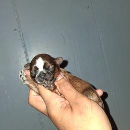 Boy 2 - Black gold and white male Shih Tzu puppy in Birmingham, Alabama from K&D kennels