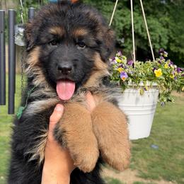 Drew - Black and red male German Shepherd puppy in Harvard, Illinois from Aus Dem Meer German Shepherds