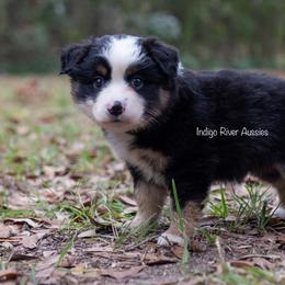 Australian Shepherd, Miniature Australian Shepherd, and Toy Australian Shepherd Puppies from Indigo River Toy & Mini Aussies