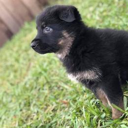 German Shepherd and Rottweiler Puppies from El Dorado
