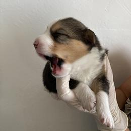 Pembroke Welsh Corgi Puppies from Mount Garfield Corgis