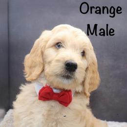 Orange - Apricot male Goldendoodle puppy in Maryville, Tennessee from Twin City Doodles
