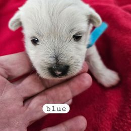 2nd Pick Male - White male West Highland White Terrier puppy in Mayo, Florida from Carrot Tails LLC