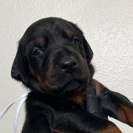 GIA - Black and rust female Doberman Pinscher puppy in Newberg, Oregon from De Mata Dobermann Kennel