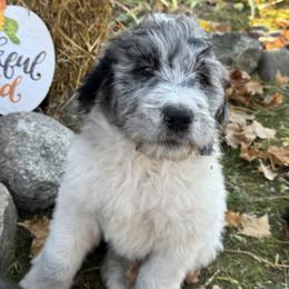 Comet - Merle male Saint Berdoodle puppy in Traverse City, Michigan from Bare Paws Saint Berdoodles
