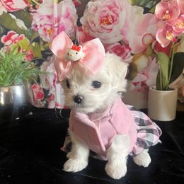 Assorted Doodle Crosses, Maltese, and Poodle Puppies from House of Poodles