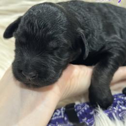 Purple- Bailey - Phantom female Goldendoodle puppy in Orange City, Florida from Rainbow Doodle