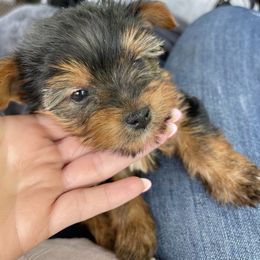 Chihuahua, Pomeranian, and Yorkshire Terrier Puppies from Pampered Pups Kennel
