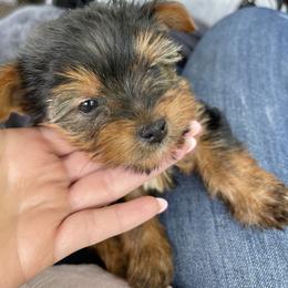 Chihuahua, Pomeranian, and Yorkshire Terrier Puppies from Pampered Pups Kennel