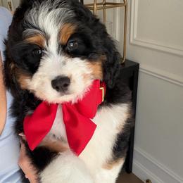 Harvey - Tri-color male Bernedoodle puppy in Ormond Beach, Florida from Florida Coast Doodles