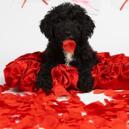 Hazel - Black female Goldendoodle puppy in Los Angeles, California from Exquisite Doodles