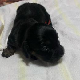 ZUMA - Black female Dachshund puppy in Elizabethtown, Kentucky from Teeny Tiny Puppy Tails