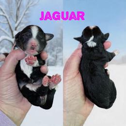 Jaguar - Tri-color female Bernedoodle puppy in Banner Elk, North Carolina from Walnut Tree Bernedoodles