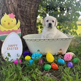 Red boy - Yellow male Labrador Retriever puppy in Corning, California from Raven's Labradors