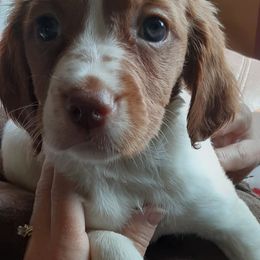 Brittanys from Anna B Rose Kennels LLC