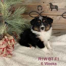 Australian Shepherd, Miniature American Shepherd, and Toy Australian Shepherd Puppies from OR Aussies