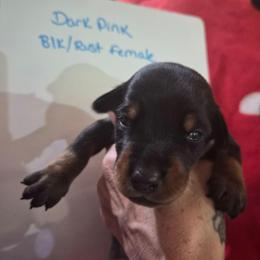 Dark Pink Collar - Black and rust female Doberman Pinscher puppy in Ault, Colorado from Stand Alone European Dobermans