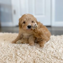 Goldendoodle Puppies from J&J Doodles