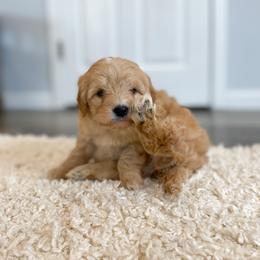 Goldendoodle Puppies from J&J Doodles