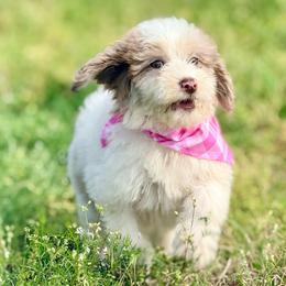 Rosie - Red merle female Aussiedoodle puppy in Eastman, Georgia from Dood B Ranch