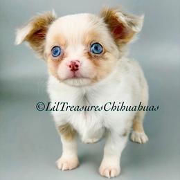 Yuji - Silver and white male Chihuahua puppy in Anderson, South Carolina from Lil Treasures Chihuahuas