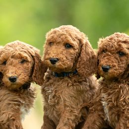 Goldendoodle Puppies from Shadow Ridge Doodles