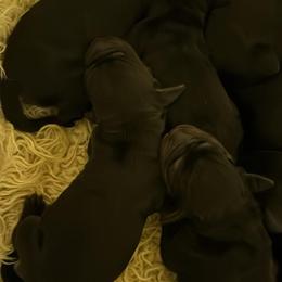 Gordon Setter Puppies from The Duke of Gordon