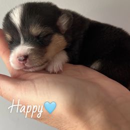 Happy-Tri - Black and tan male American Corgi puppy in Wegan, Indiana from Brave Country Kennels