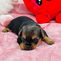Lucy- green 1500 - Black and tan female Yorkshire Terrier puppy in Douglas, Georgia from Heartland small breeds