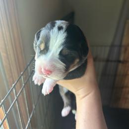 Boy 1 - Black, white and red male Greater Swiss Mountain Dog puppy in Lower Burrell, Pennsylvania from Polyanna’s GSMD