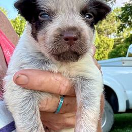 Girl 1 - Blue female Australian Cattle Dog puppy in Morton, Mississippi from Heart K Kennels