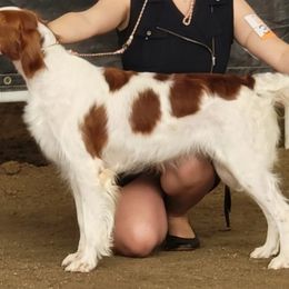 Maddie - Irish Red and White Setter